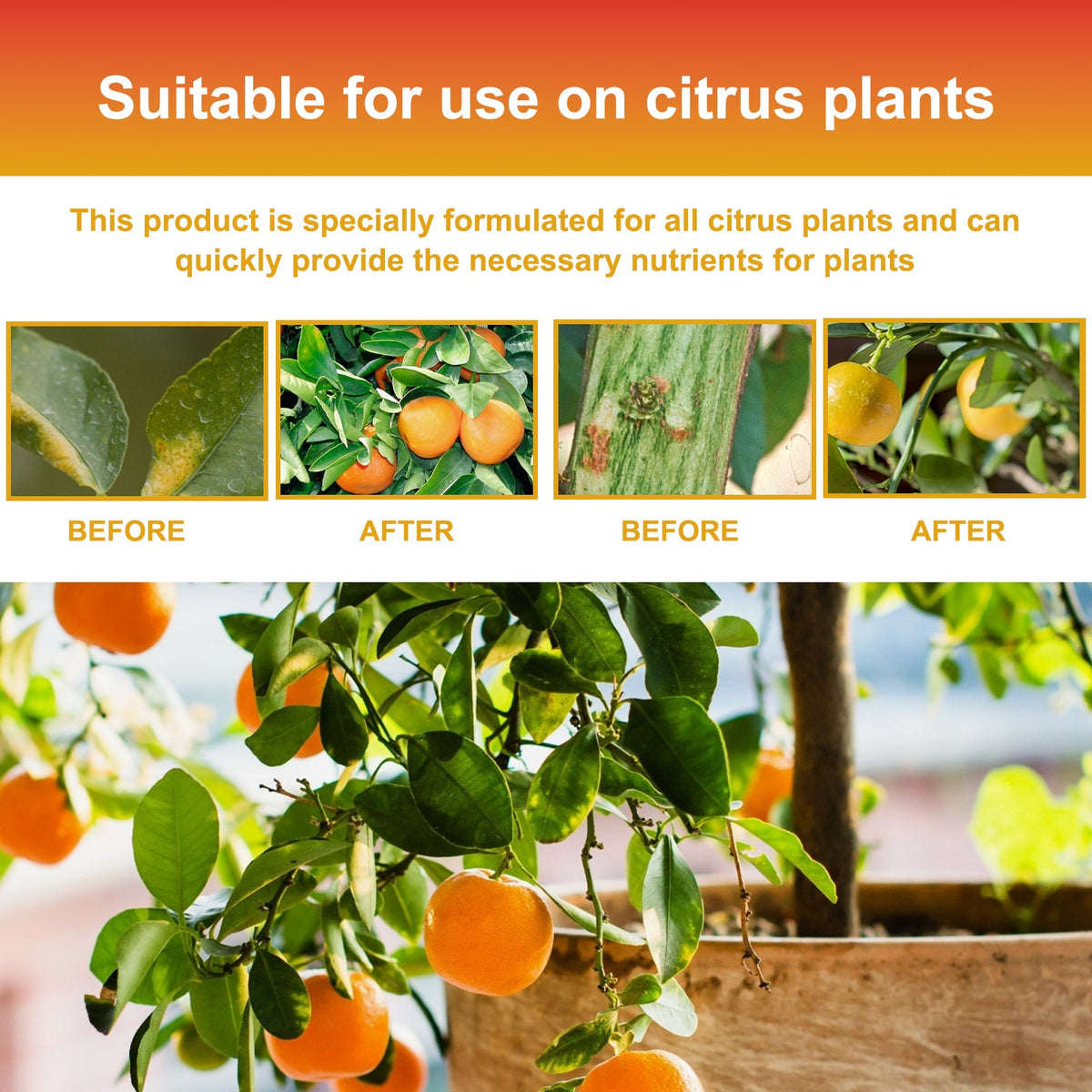 Premium 3-1-2 Liquid Fertilizer Concentrate For Citrus Trees, Orange Fruit Tree Plant Root Green Leaf Beauty Fruit Growth Nutrient Solution